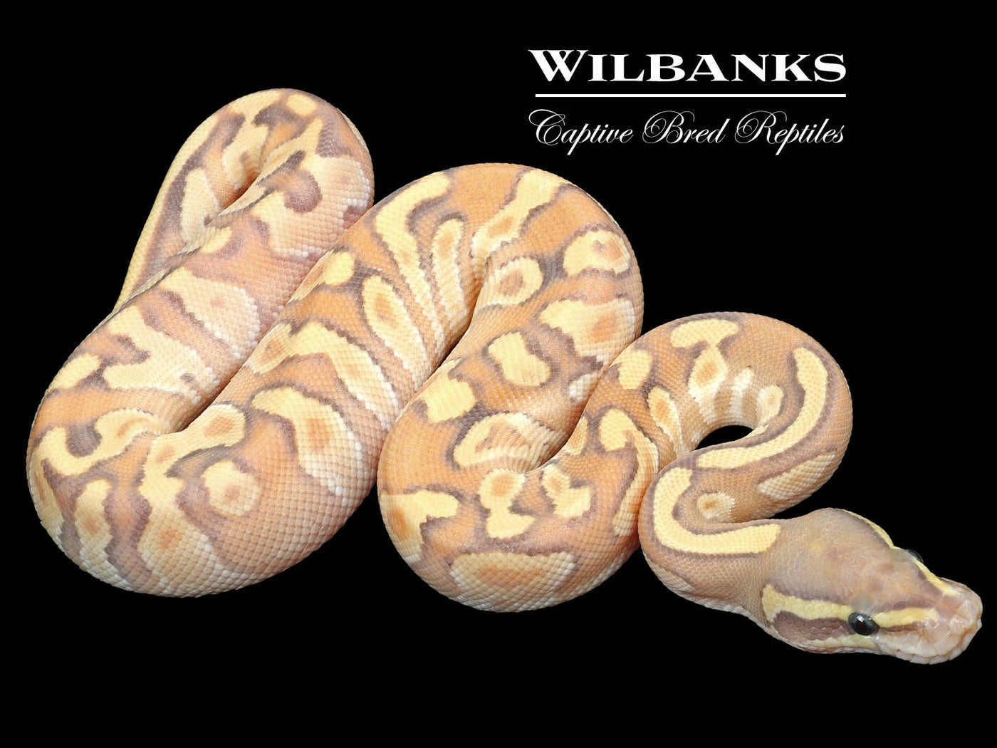 Mojave Fire Enchi Ghost Ball Python ♂ '23