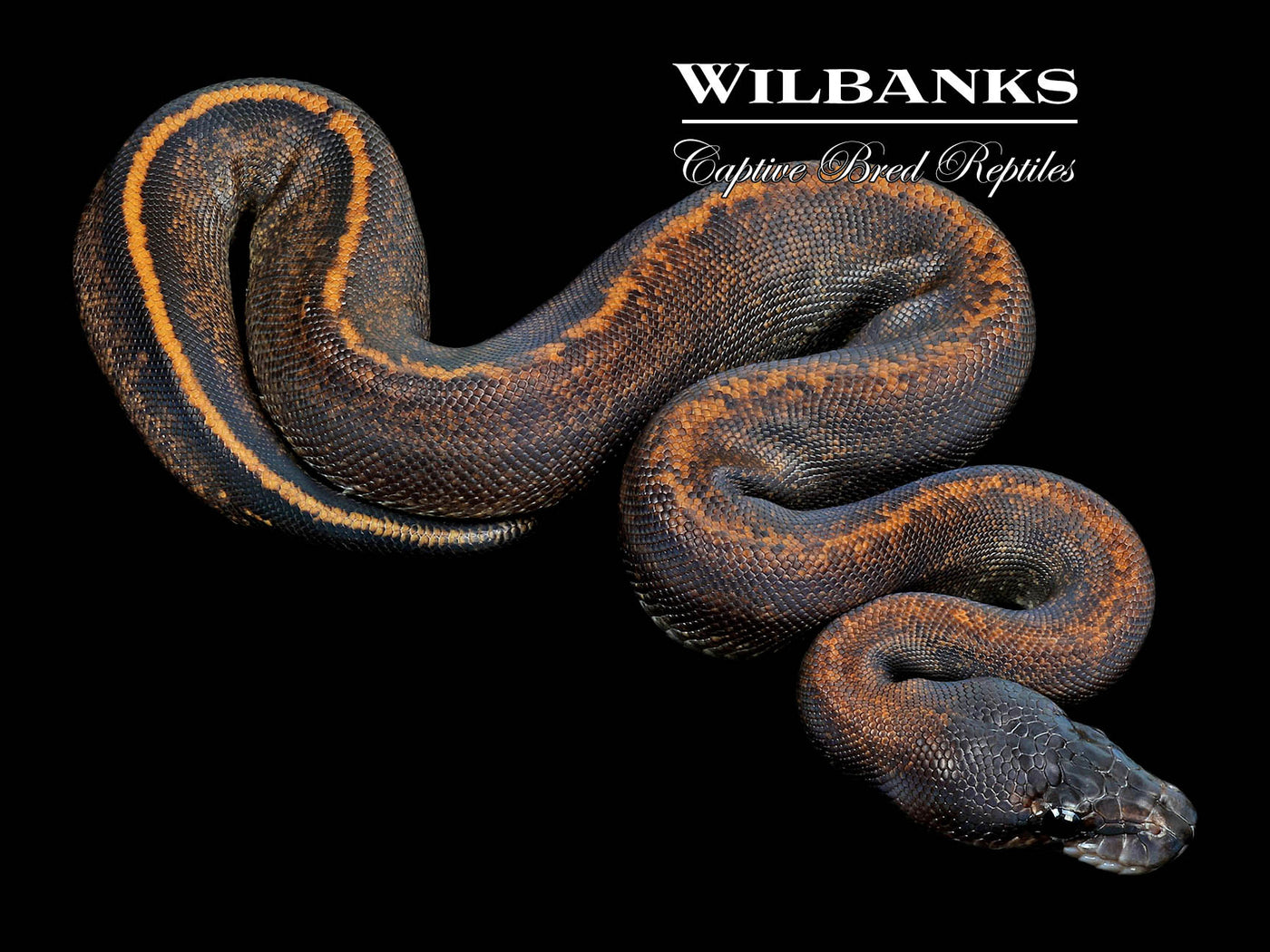Suma Sable 50% PH Clown Ball Python ♀ '23