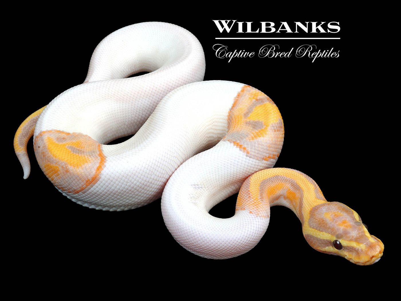 Banana Pied Ball Python ♂ '23