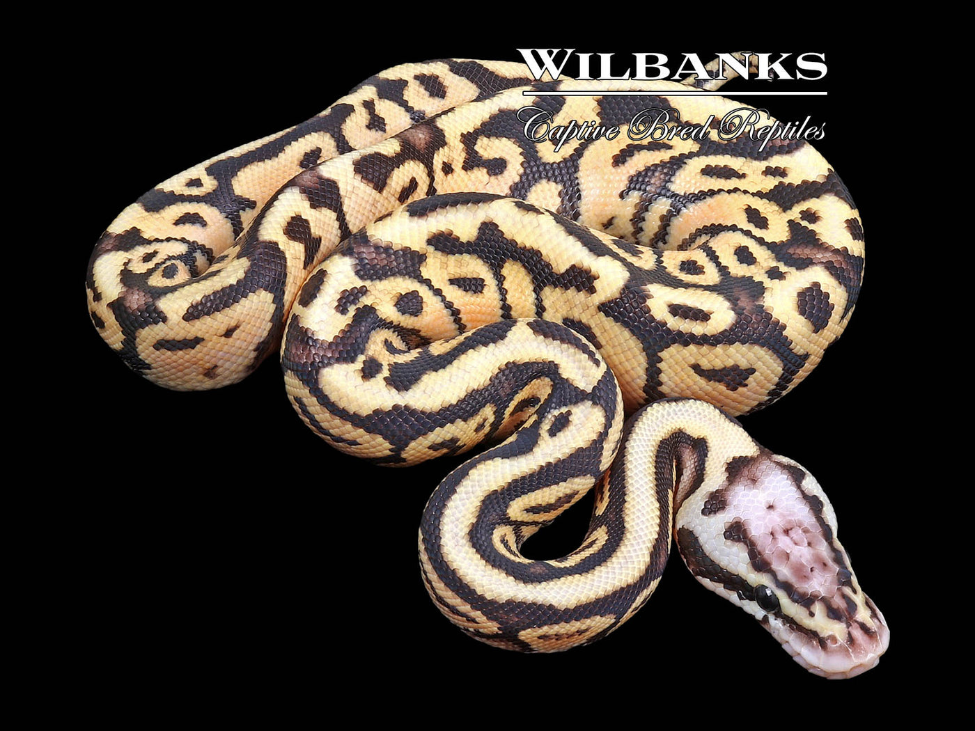 Pastel Spotnose Vanilla or Fire Ball Python ♂ '23