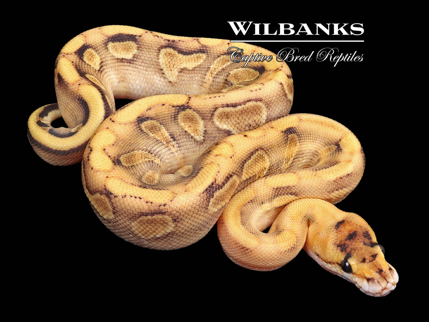 Champagne Enchi Ball Python ♂ '23