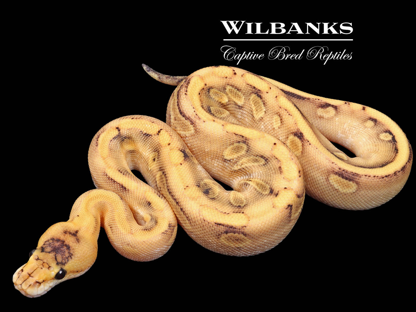 Champagne Enchi Ball Python ♀ '23