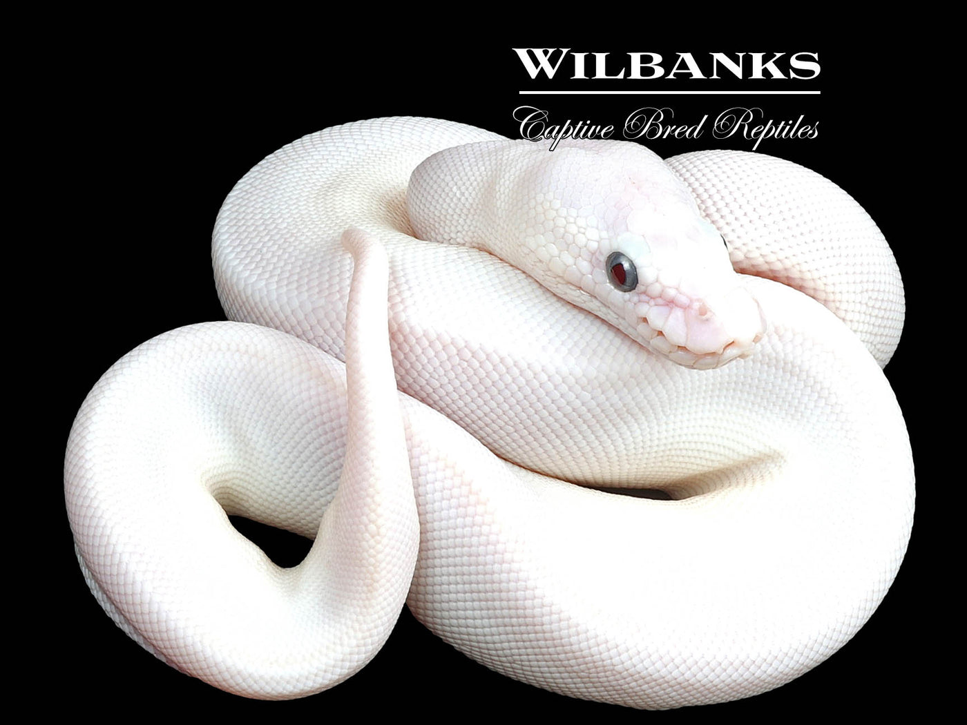 Blue Eyed Leucistic (Lucy) (Mojave Butter) Ball Python ♀ '23