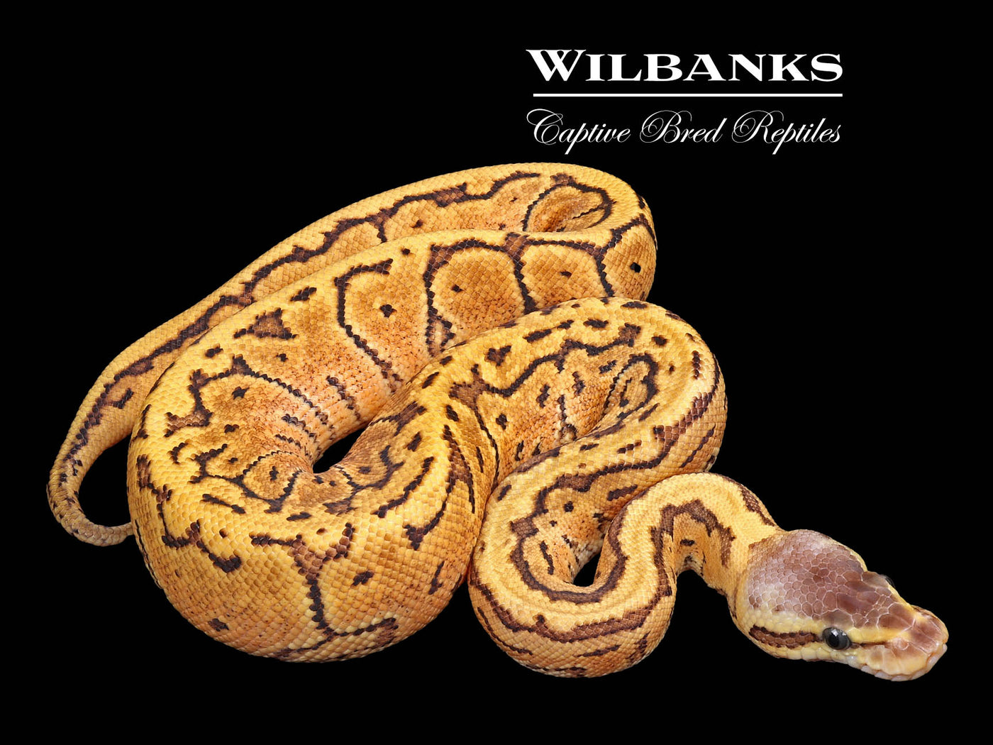Lemon Blast Yellow Belly or Asphalt Ball Python ♂ '23