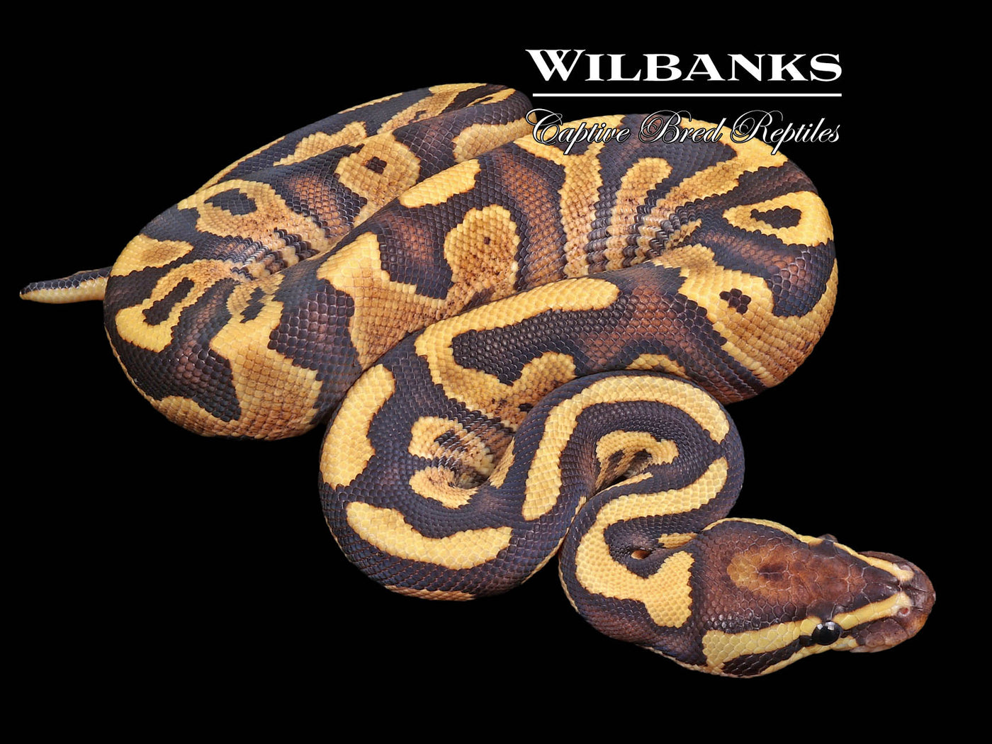Fire Gravel (guaranteed) Ball Python ♂ '23