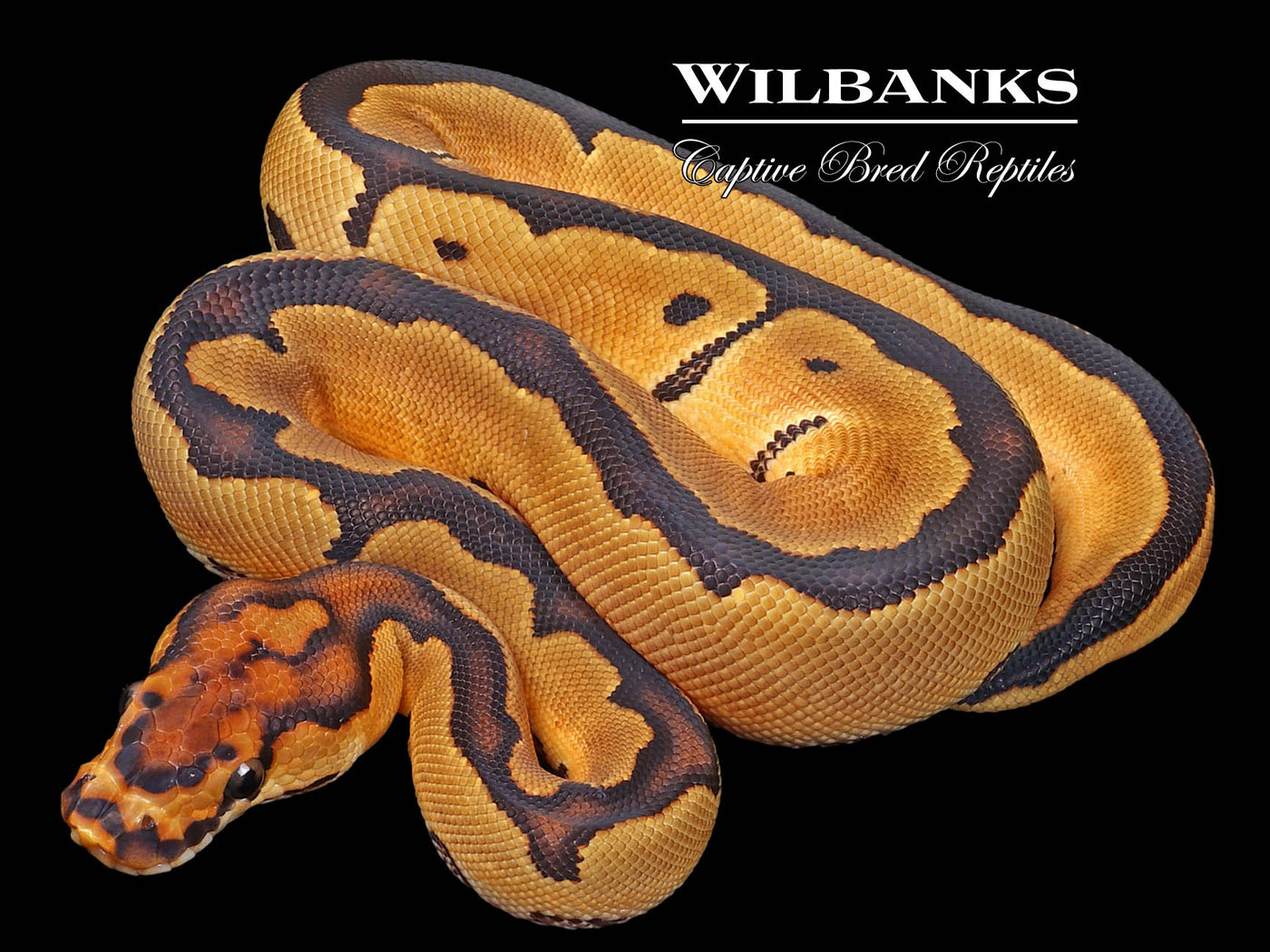 Clown Ball Python ♀ '23