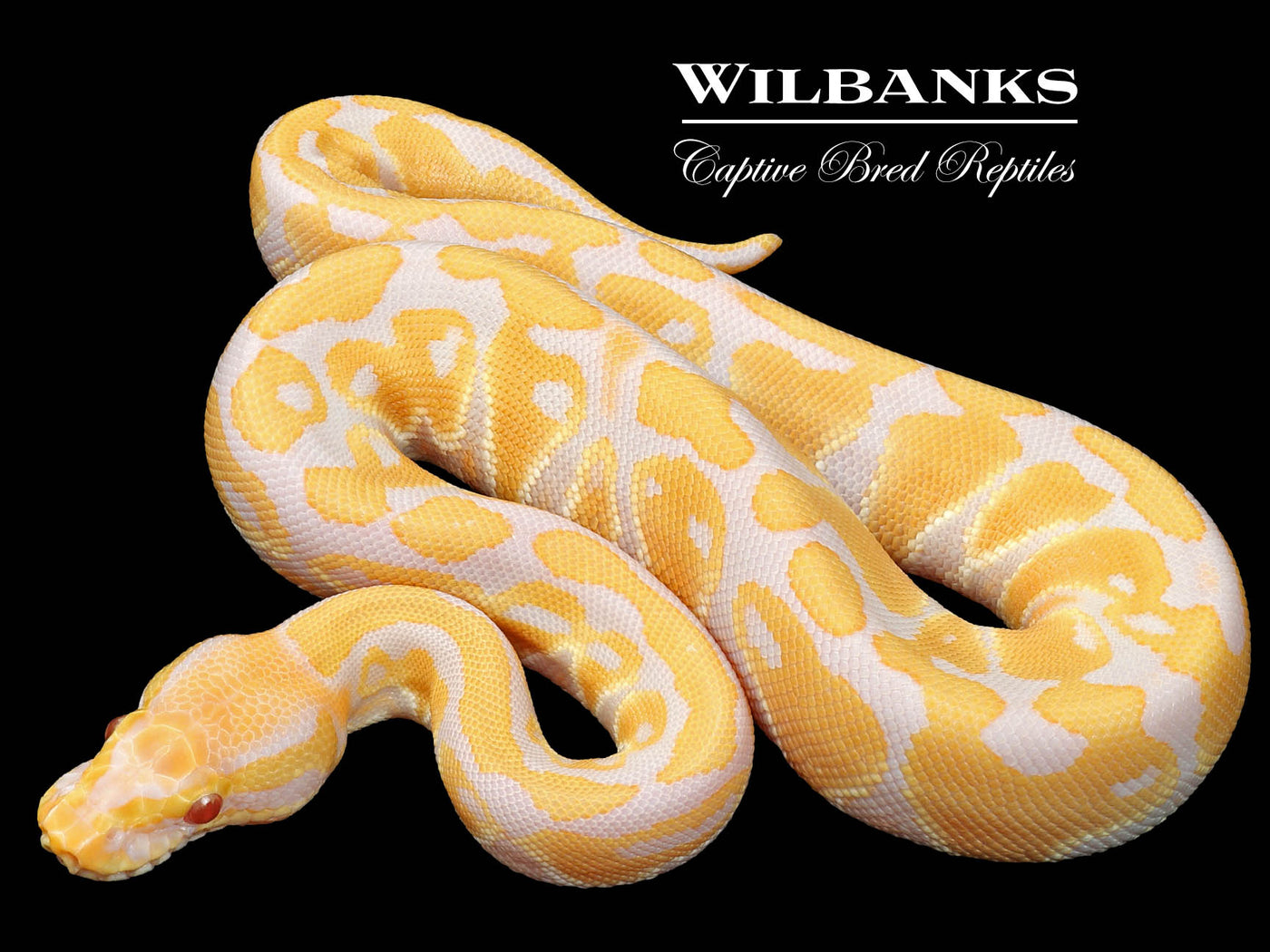 Candy Ball Python ♂ '23
