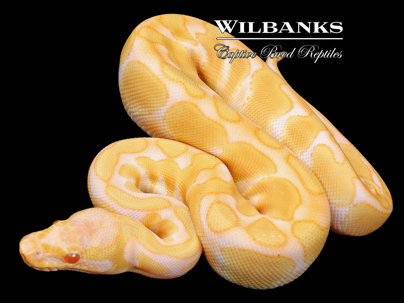 Albino Enchi Ball Python ♀ '23