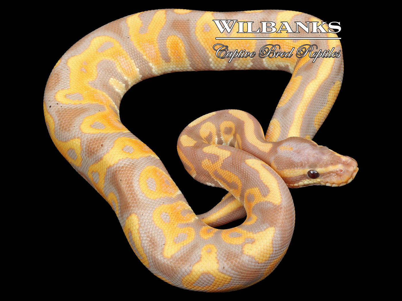 Banana Leopard Ball Python ♂ '23