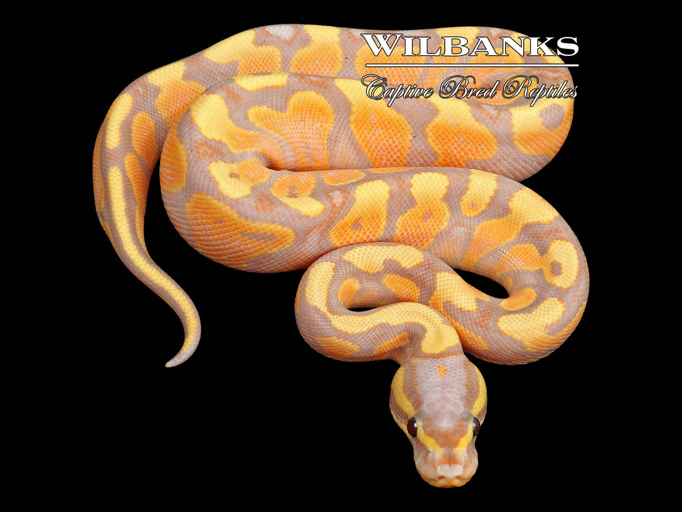 Banana Yellow Belly Ball Python ♂ '23