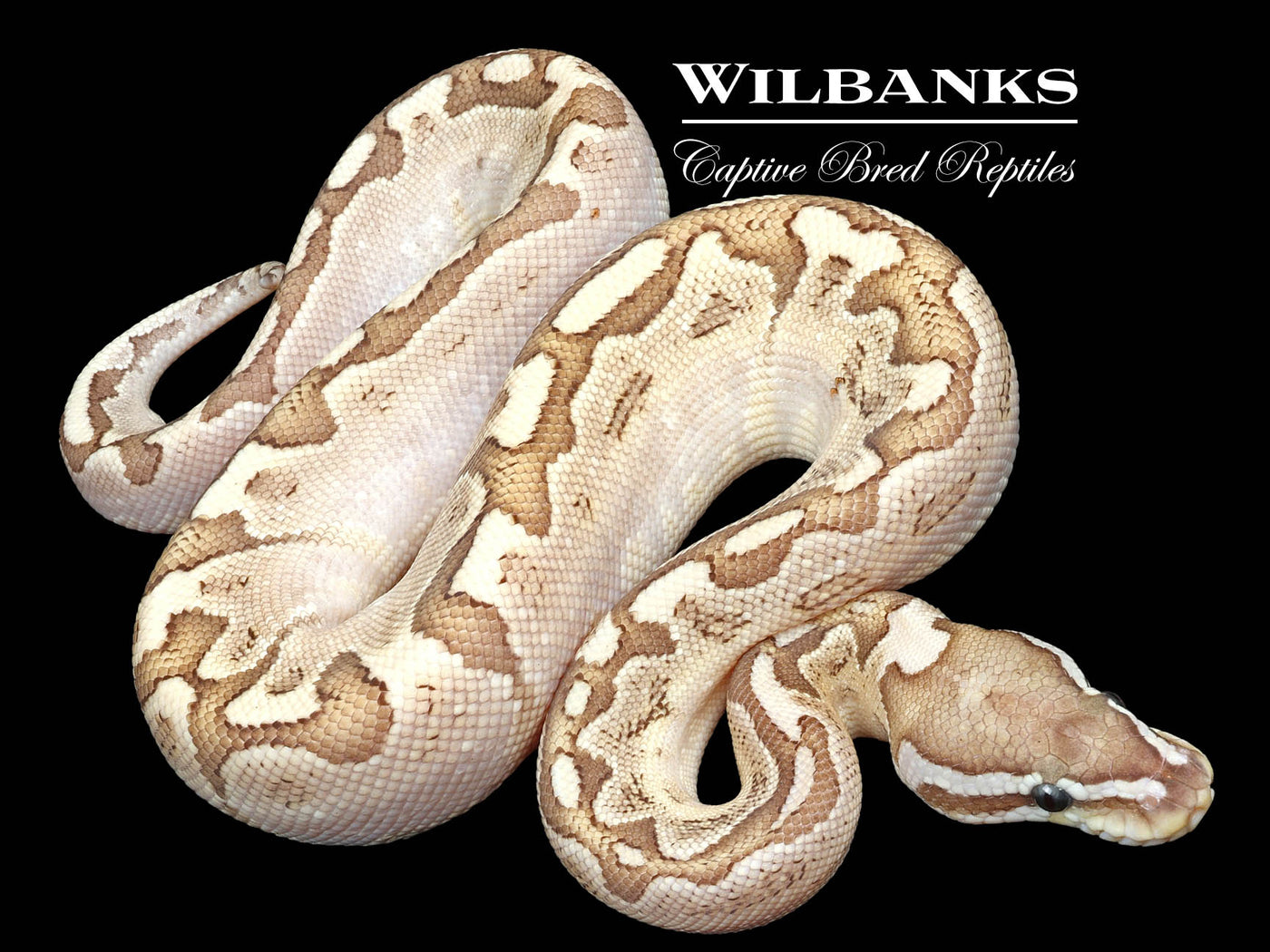 Bamboo Fire Ball Python ♂ '23