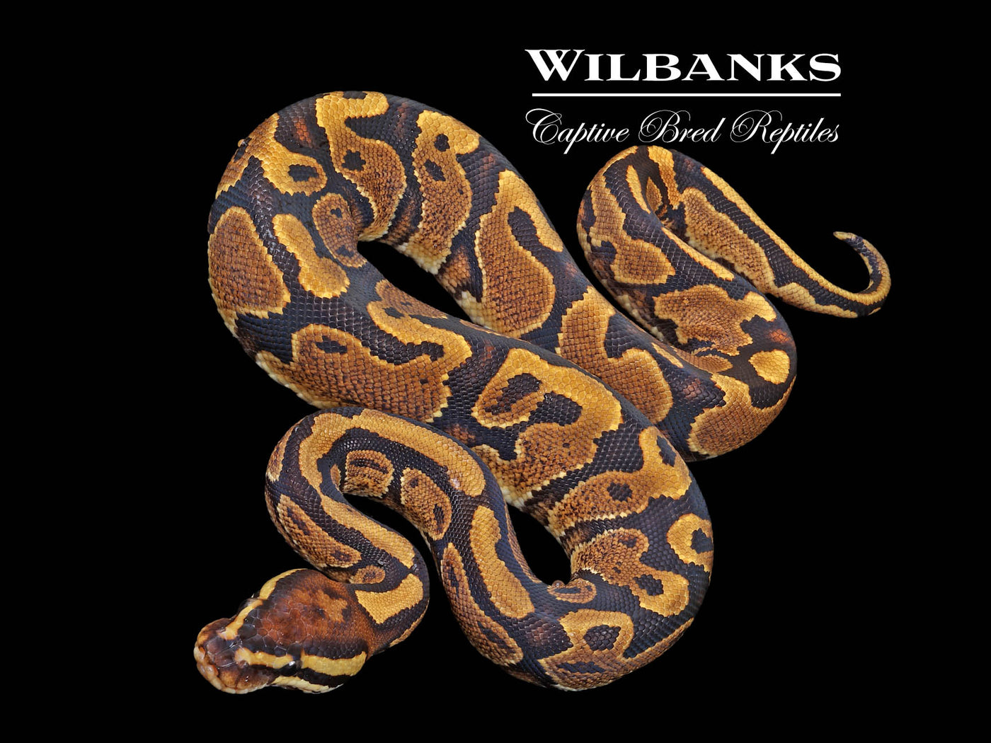 Spark Ball Python ♀ '23