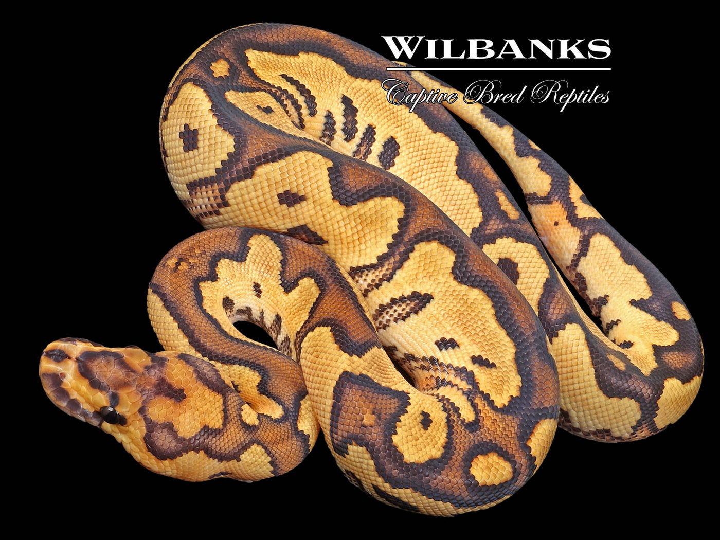 Fire Yellow Belly Clown 50% PH Pied Ball Python ♀ '23