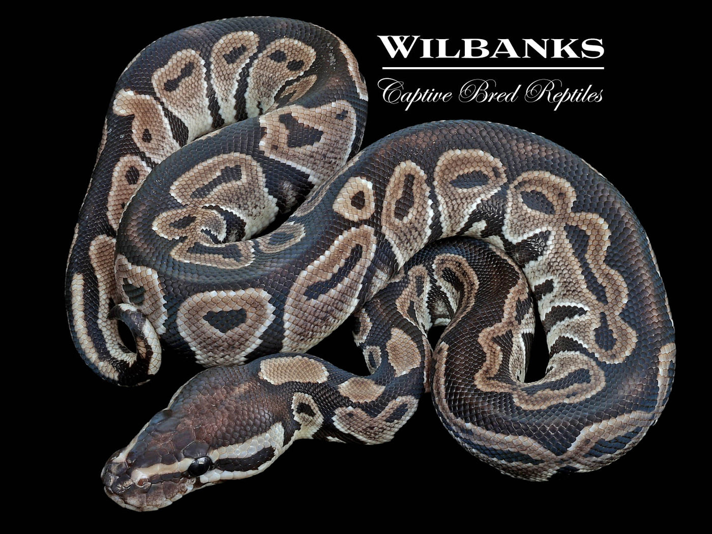 Black Axanthic 50% PH Orange Crush Ball Python ♂ '23