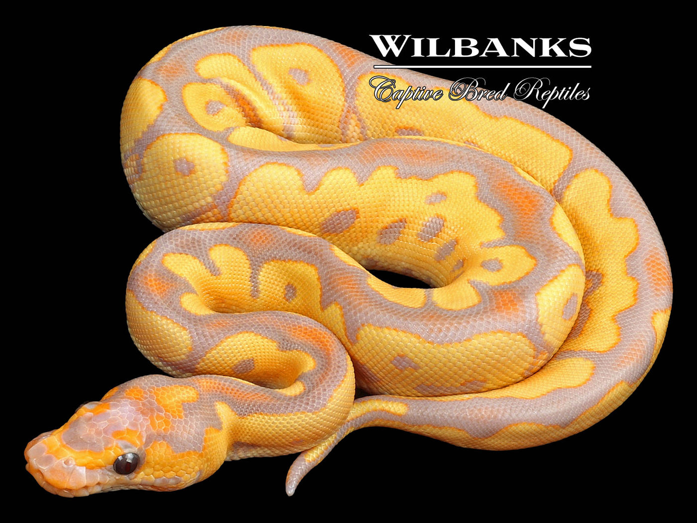 Banana Clown Ball Python ♀ '23