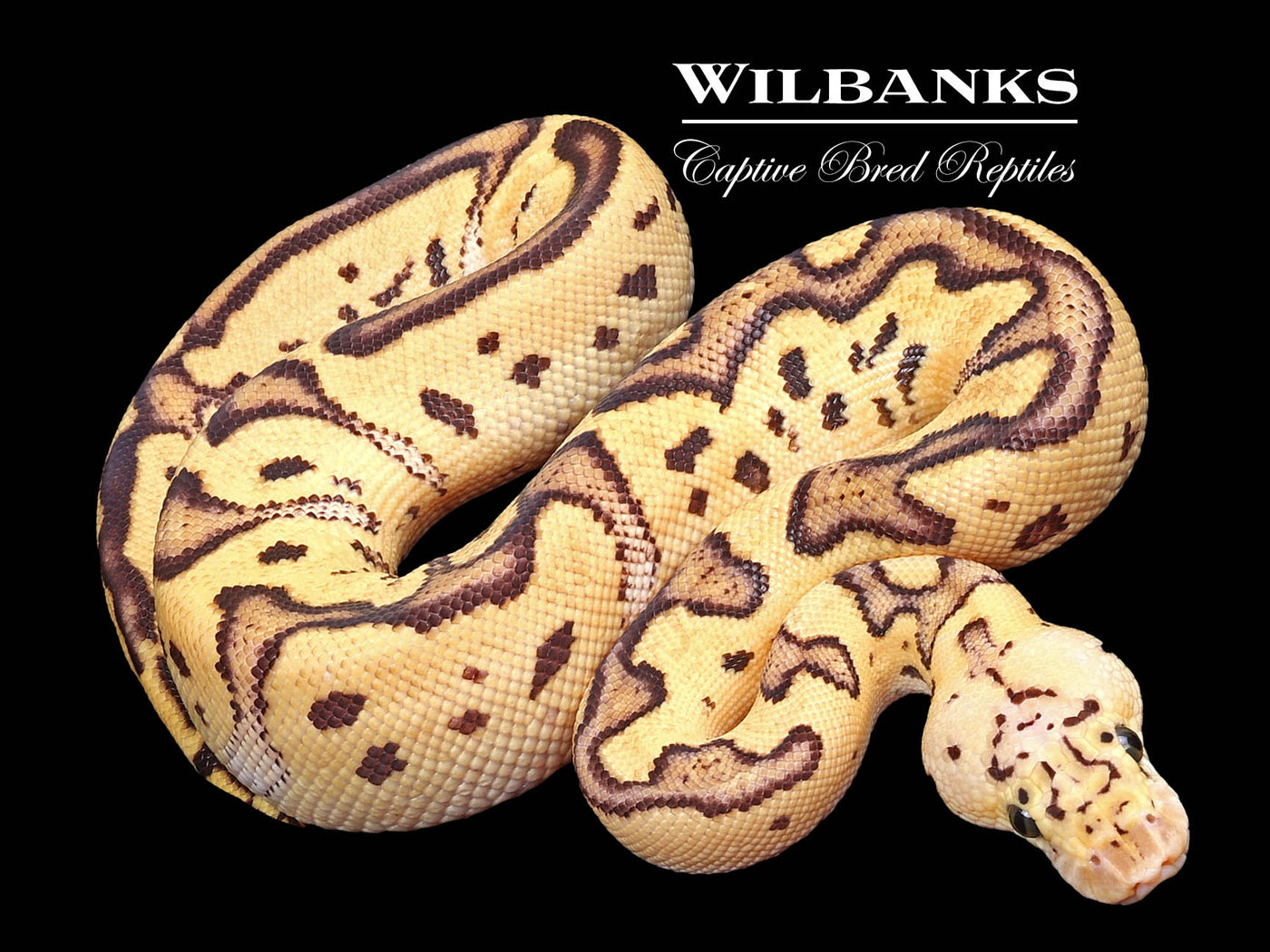 FireFly Clown Ball Python ♂ '23