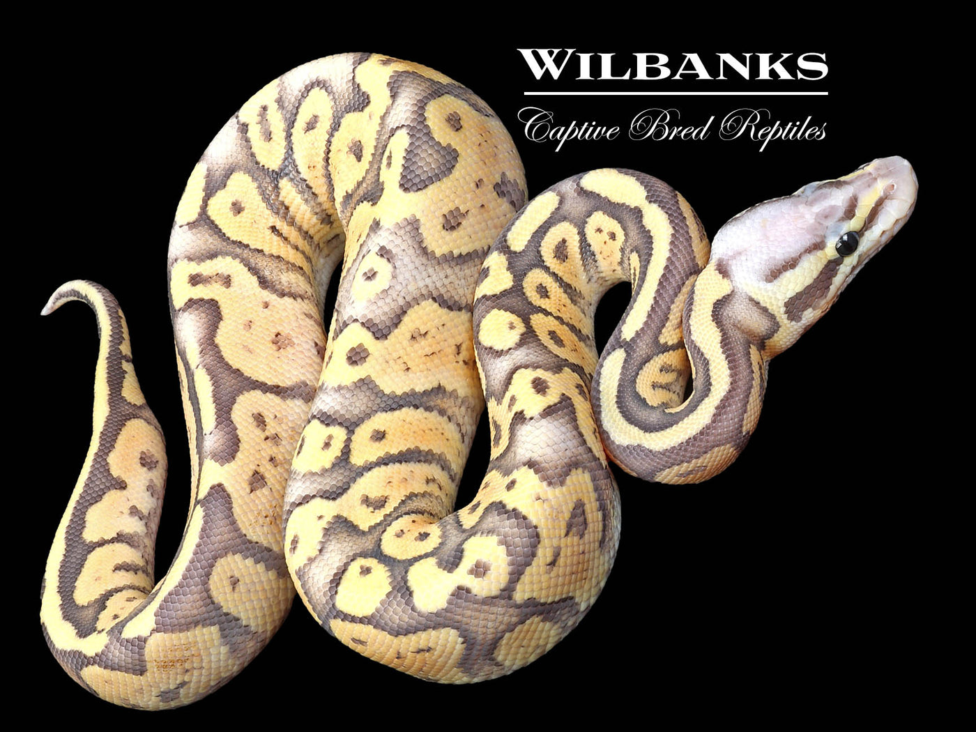 Firefly Ghost Ball Python ♀ '23