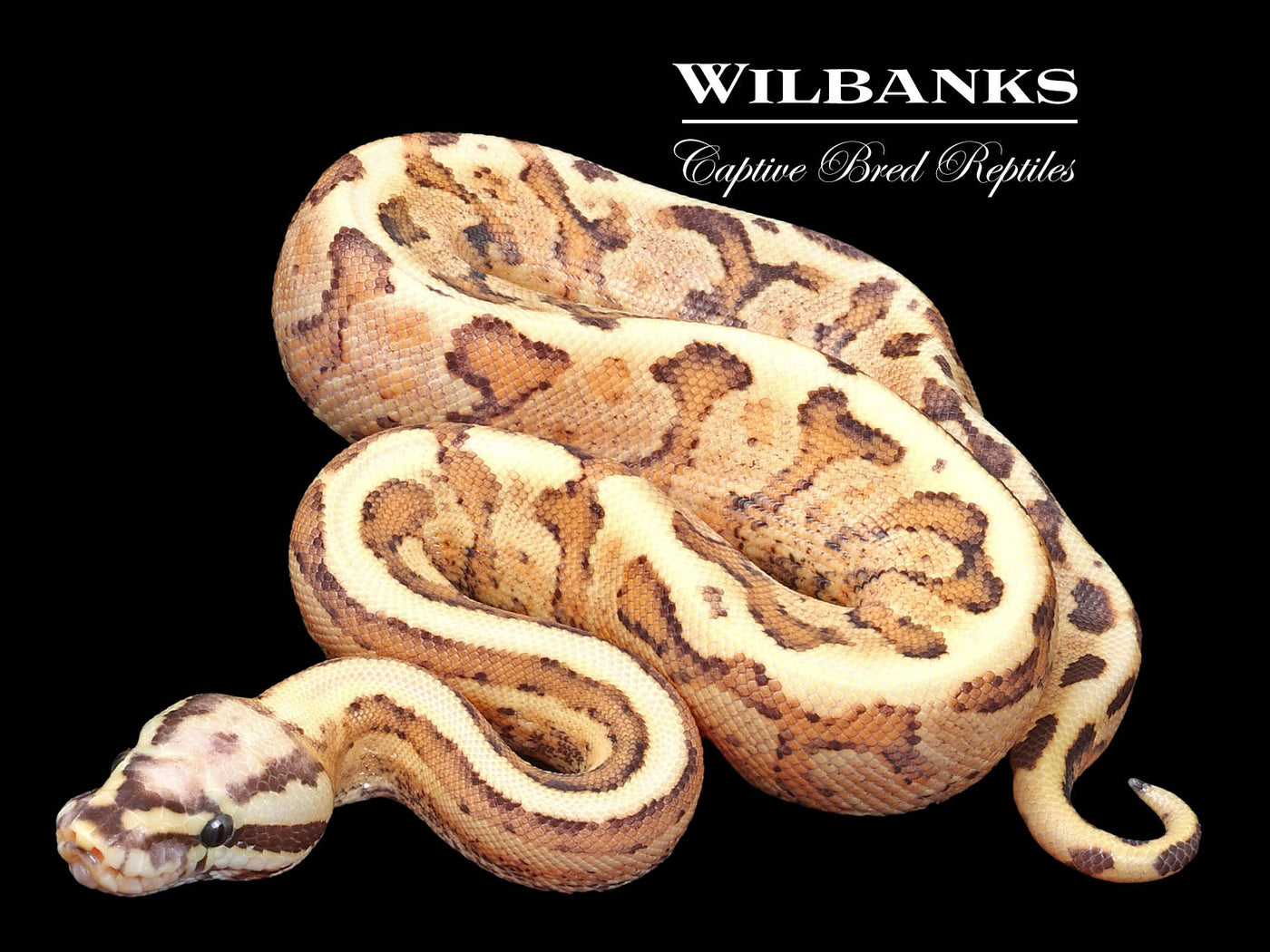 Vanilla Cream 100% Het. Orange Crush Ball Python ♂ '23