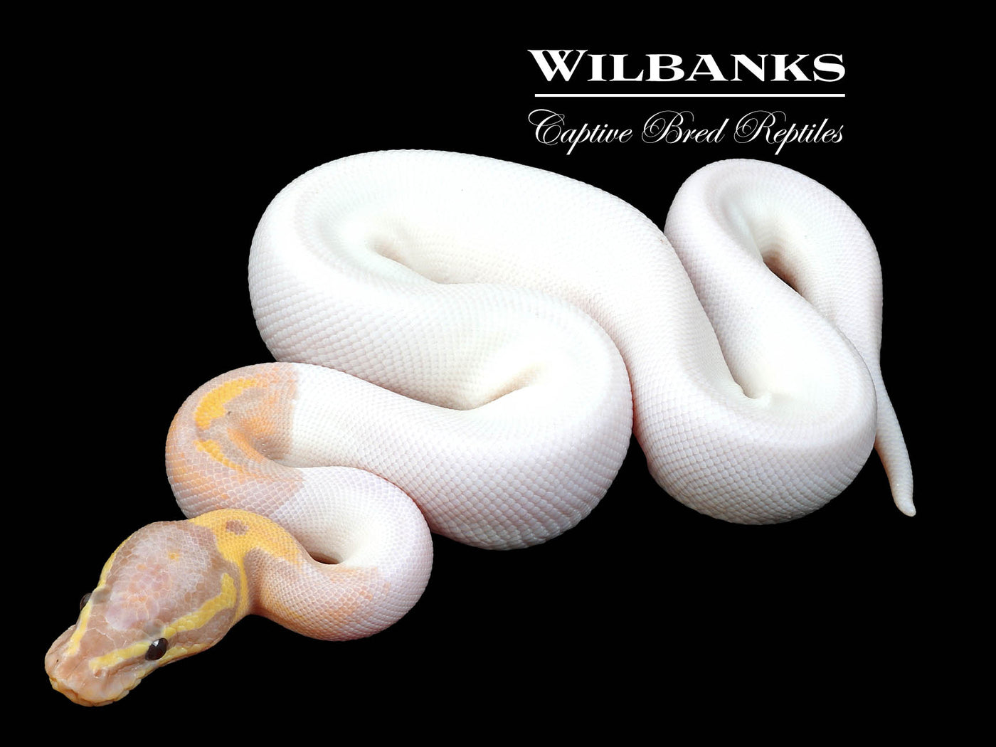 Banana Pied Ball Python ♂ '23