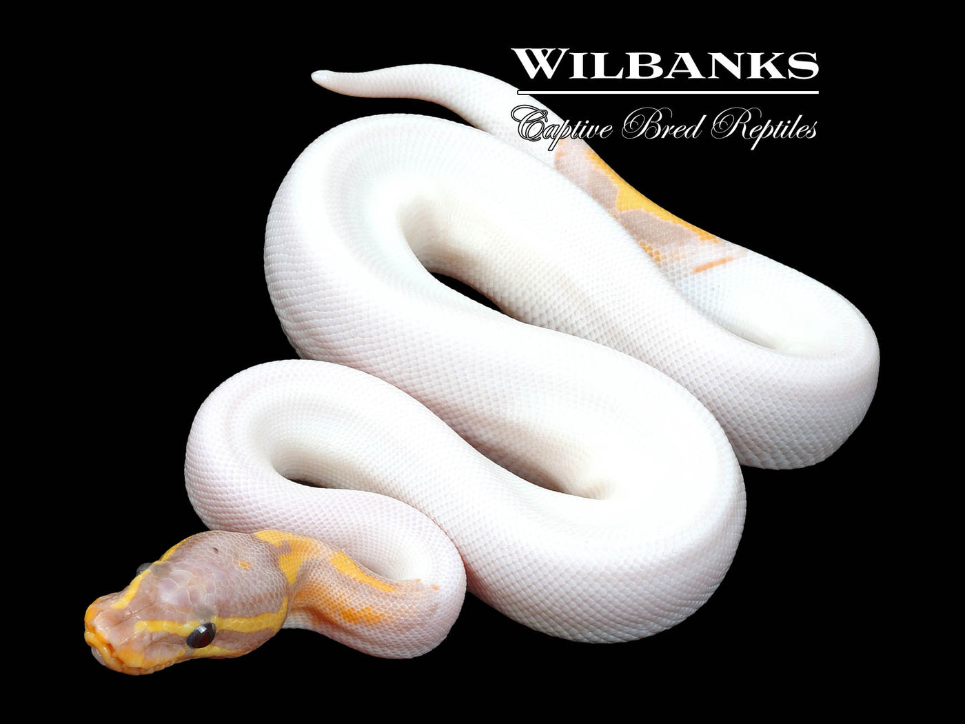 Banana Pied Ball Python ♂ '23