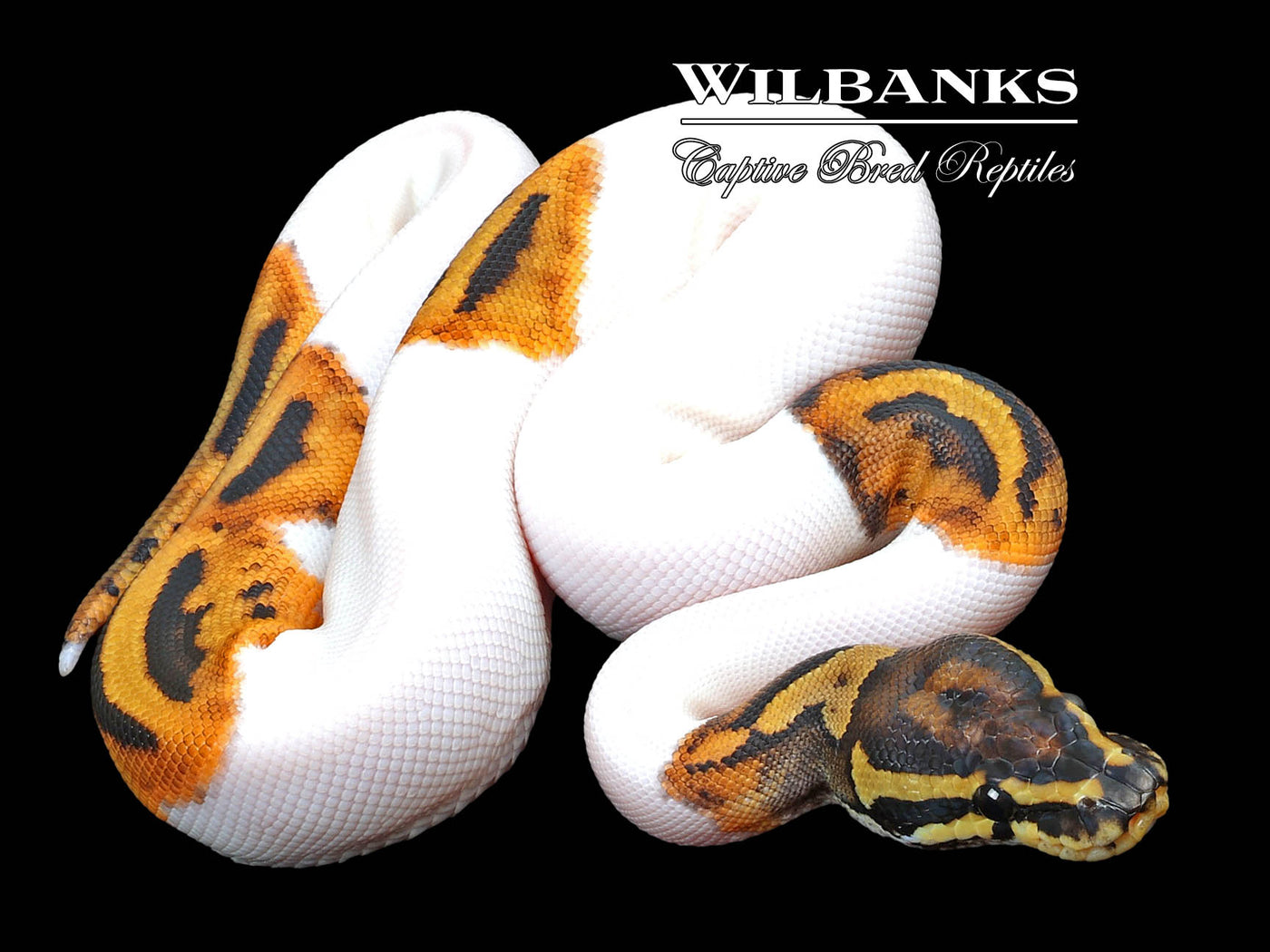 Pied Ball Python ♀ '23