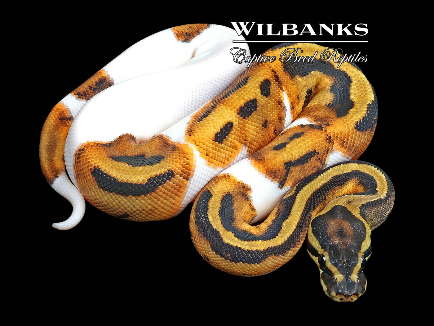 Pied Ball Python ♀ '23