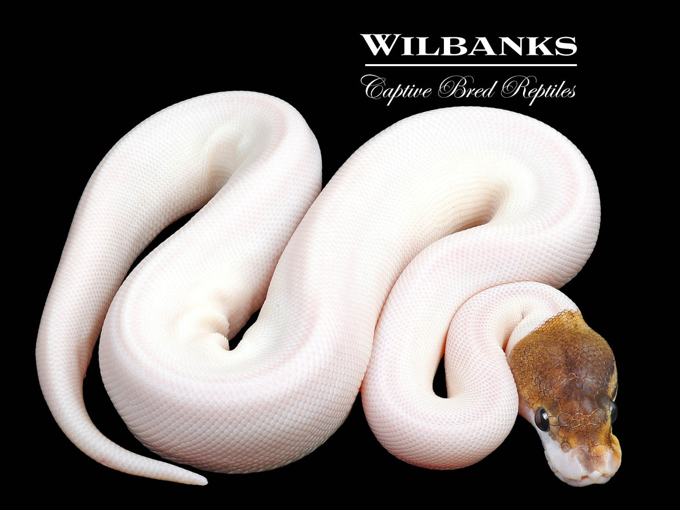 Cinnamon Pied Ball Python♀ '23