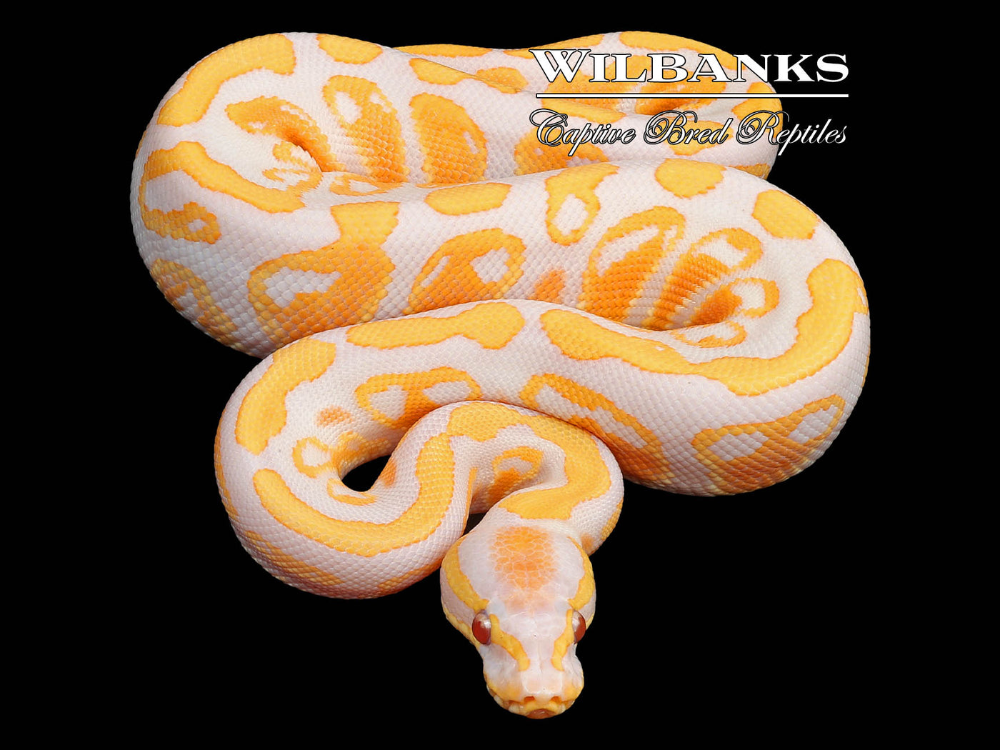 Lavender Albino 100% Het. Pied Ball Python ♂ '23