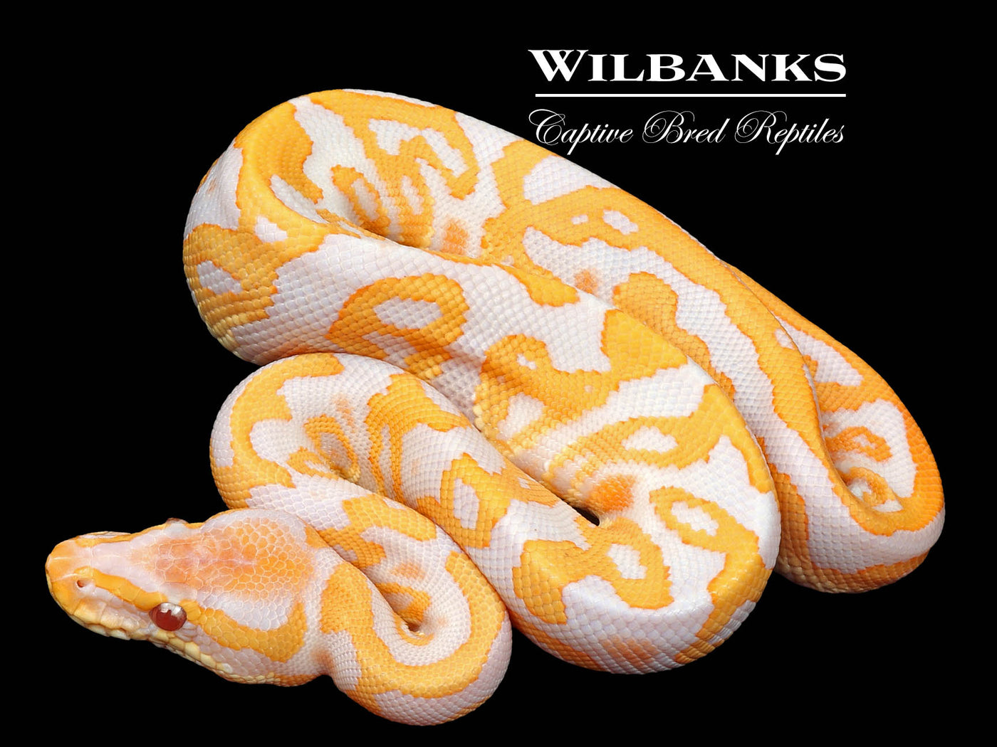 Lavender Leopard Ball Python ♂ '23