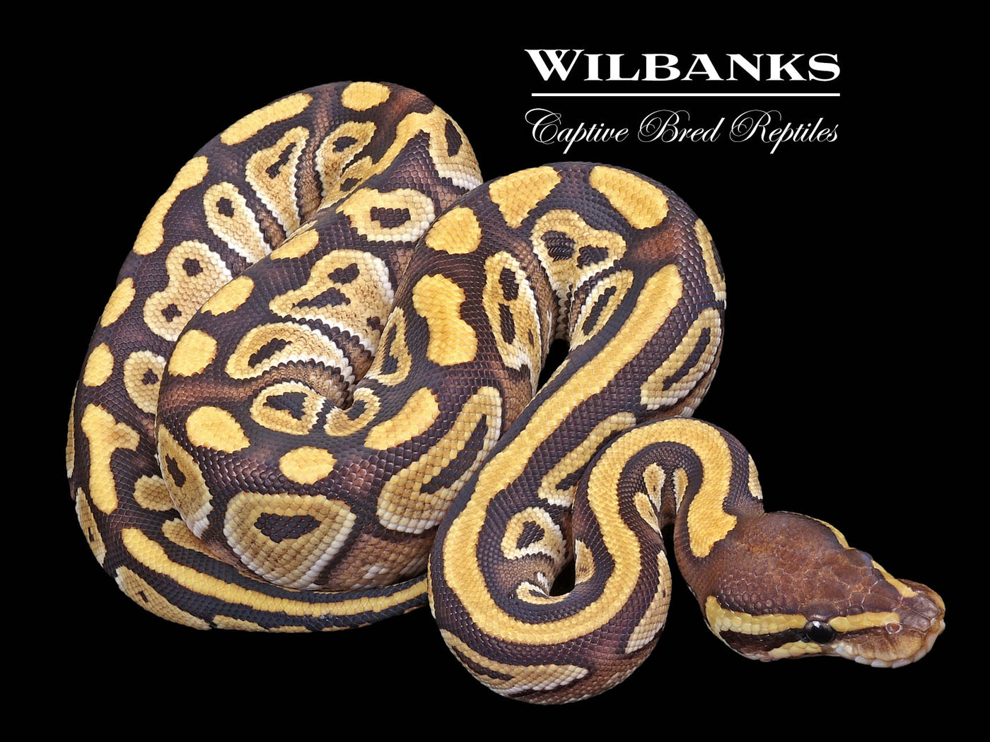 Mojave 100% Het. Clown Ball Python ♀ '23
