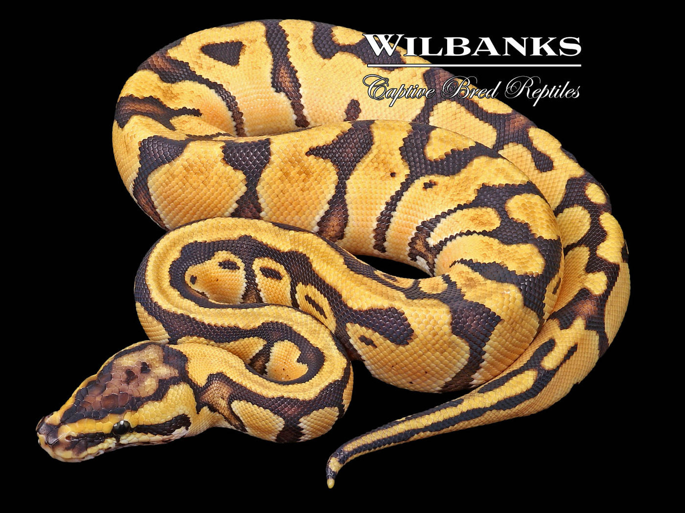 Pastel Enchi 100% Het. Clown Ball Python ♀ '23