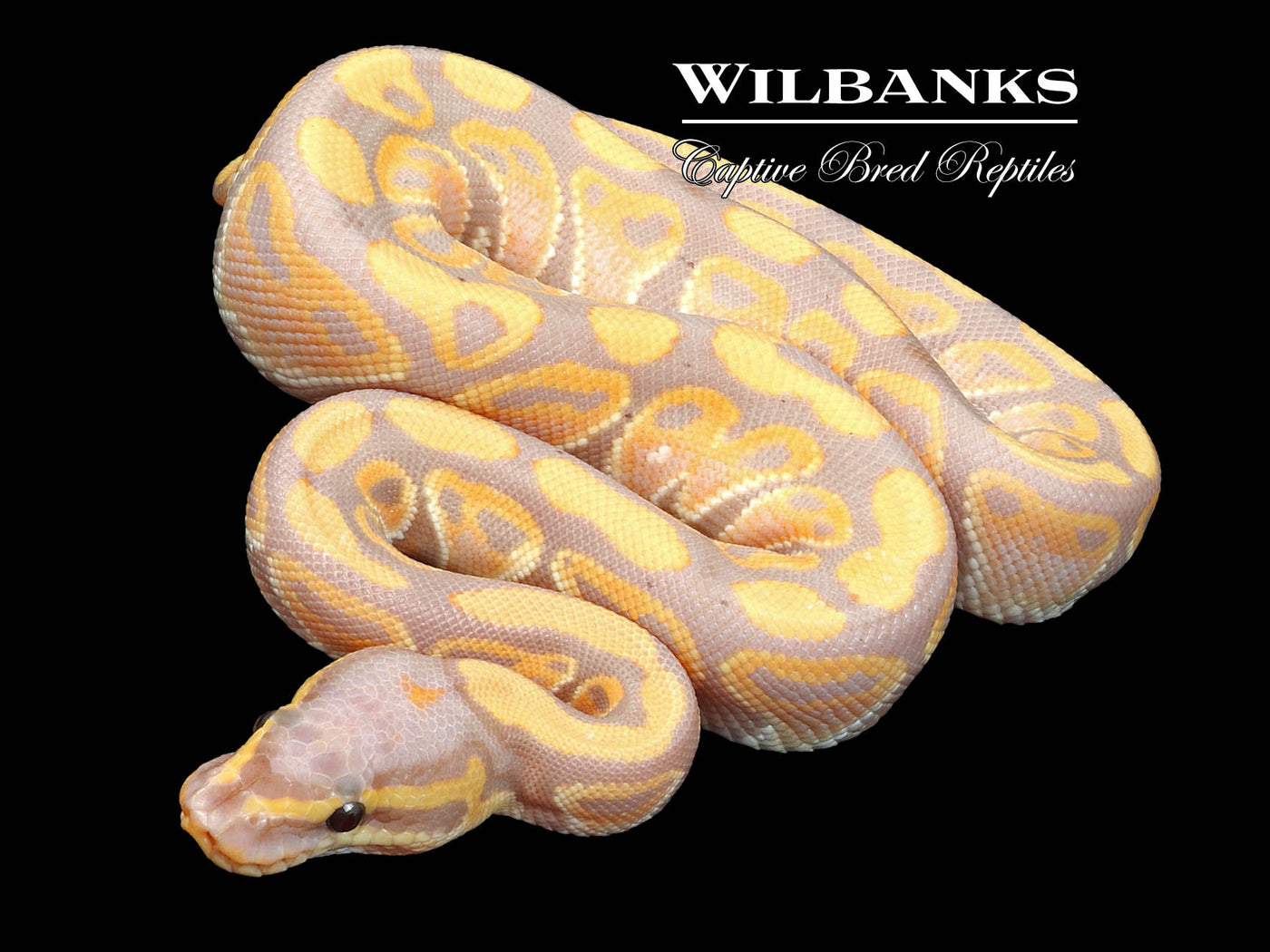 Banana 100% Het. Clown Ball Python ♂ '23