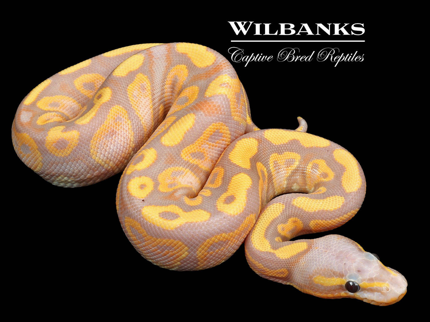 Banana Mahogany 50% PH Pied (Female Maker) Ball Python ♂ '23