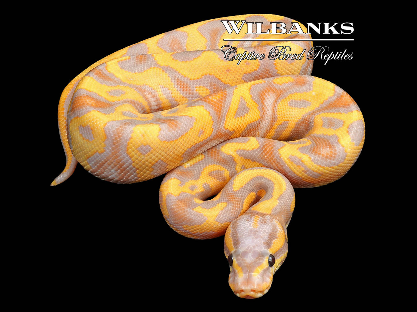 Banana Leopard Ball Python ♂ '23