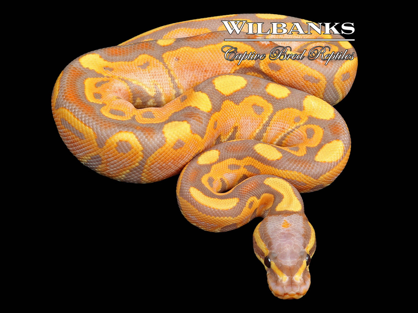 Banana Ball Python ♀ '23