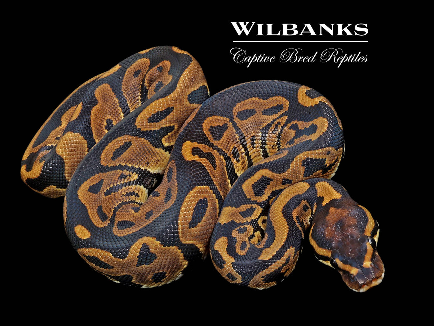 Leopard 100% Het. Albino Ball Python ♀ '23