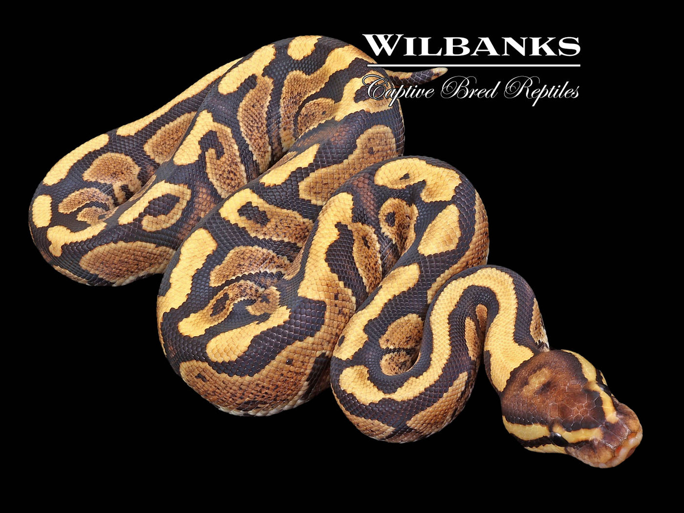 Fire Gravel (guaranteed) Ball Python ♀ '23