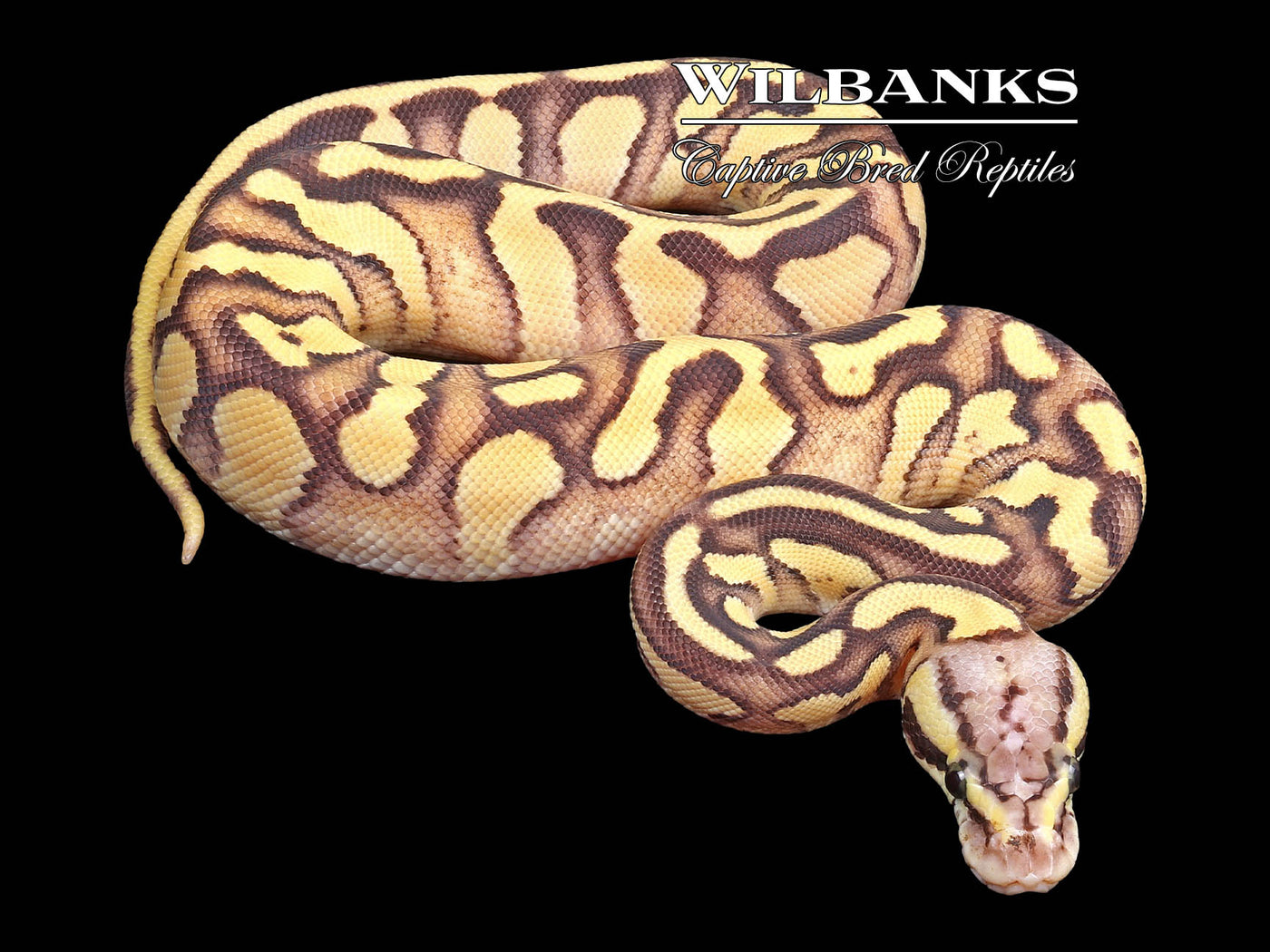 Phantom Firefly Enchi Ball Python ♀ '23