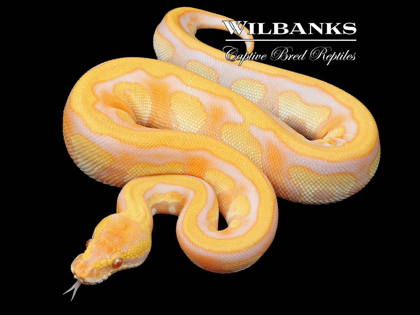 Lavender Leopard Mojave Enchi Ball Python ♀ '23