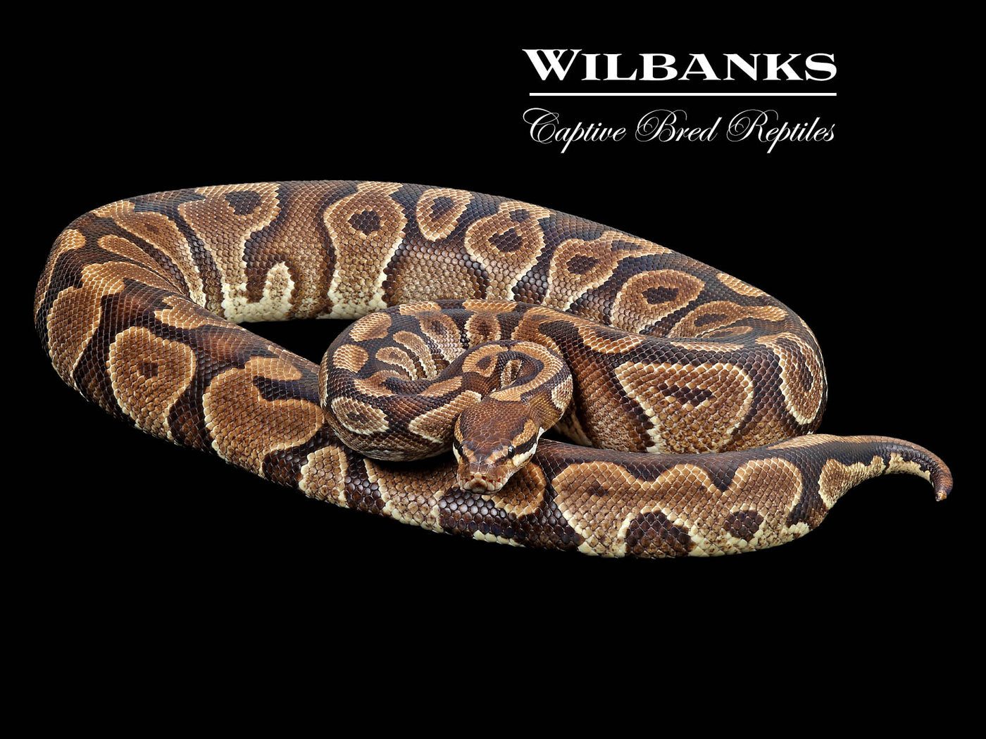 Yellow Belly (Proven Breeder) Ball Python ♀ '15