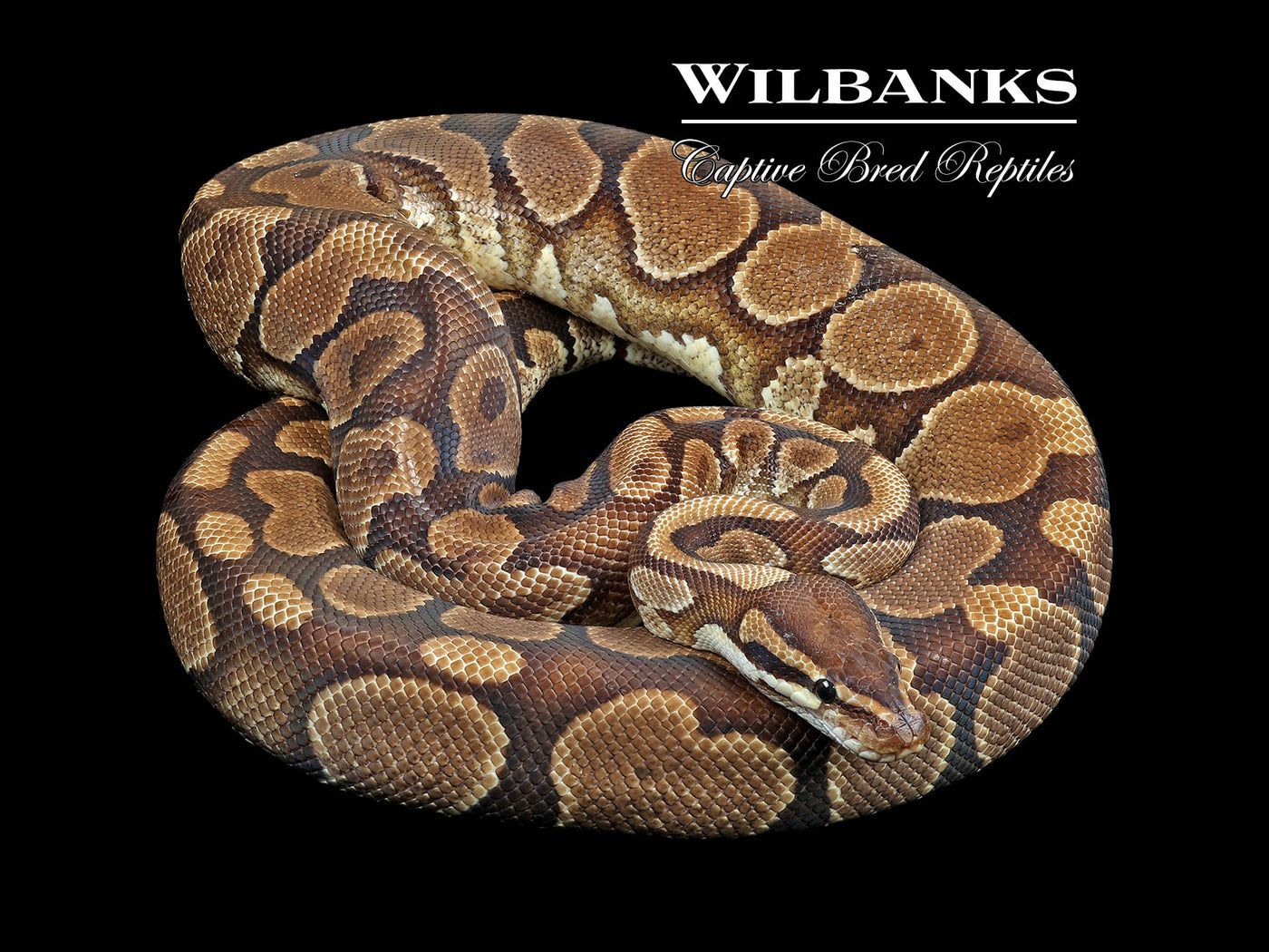 Yellow Belly (Proven Breeder) Ball Python ♀ '19