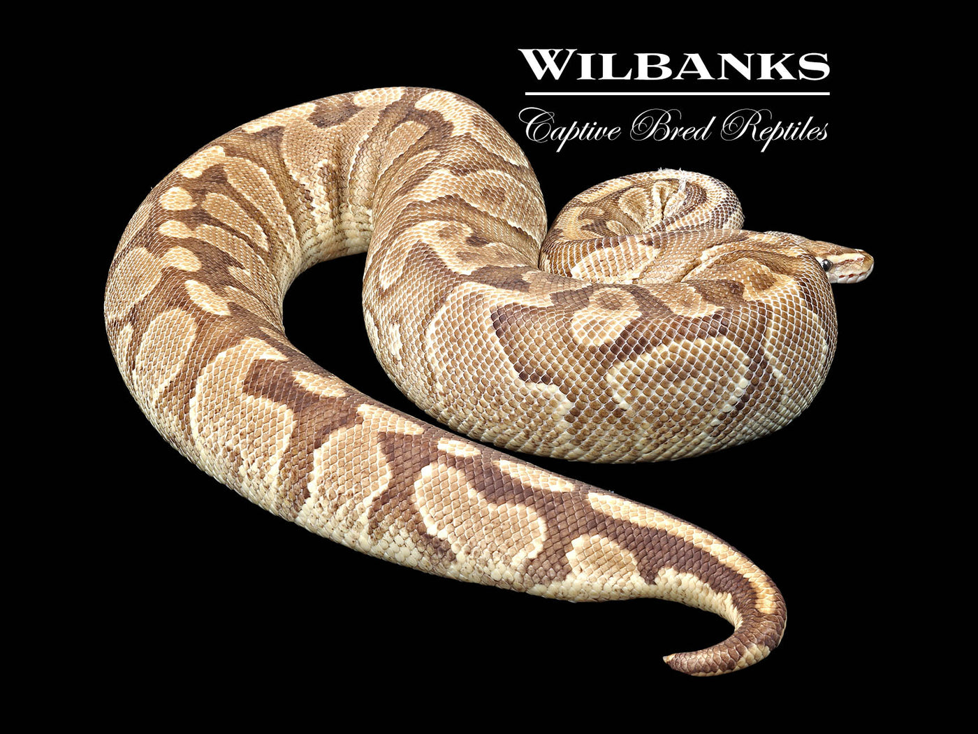 Fire Yellow Belly (Proven Breeder) Ball Python ♀ '16