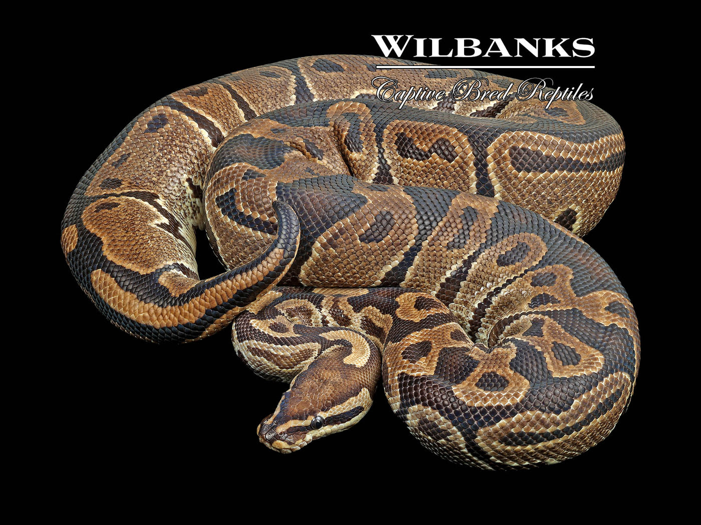 100% Het. Albino (Proven Breeder) Ball Python ♀ '17