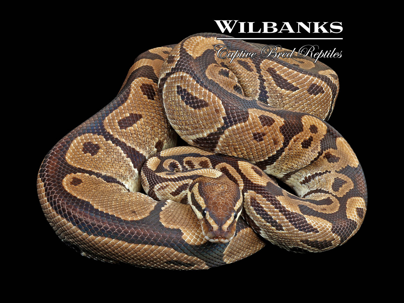 100% Het. Albino (Proven Breeder) Ball Python ♀ '18