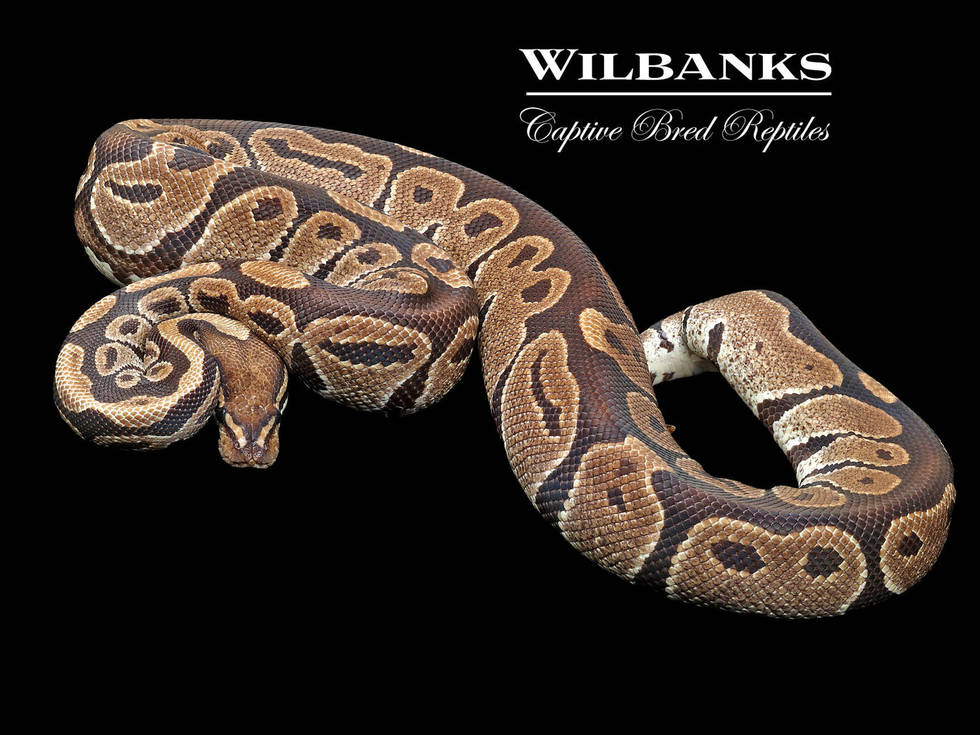 100% Het. Albino (Proven Breeder) Ball Python ♀ '17