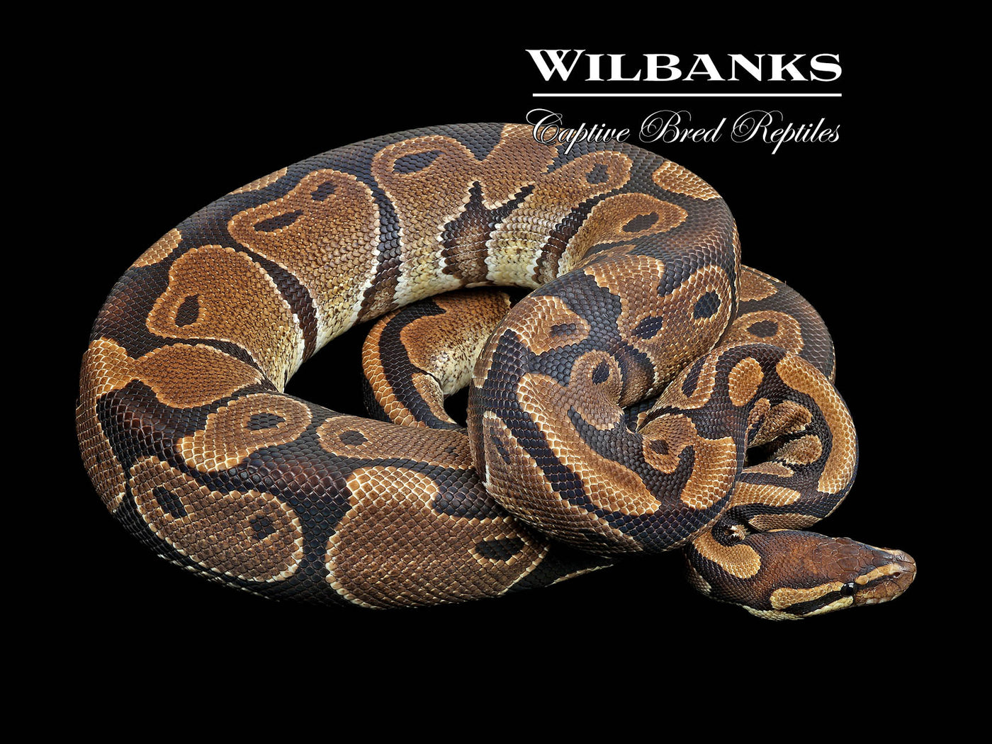 100% Het. Albino (Proven Breeder) Ball Python ♀ '18