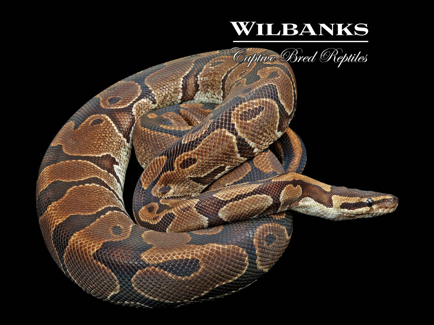 100% Het. Albino (Proven Breeder) Ball Python ♀ '17