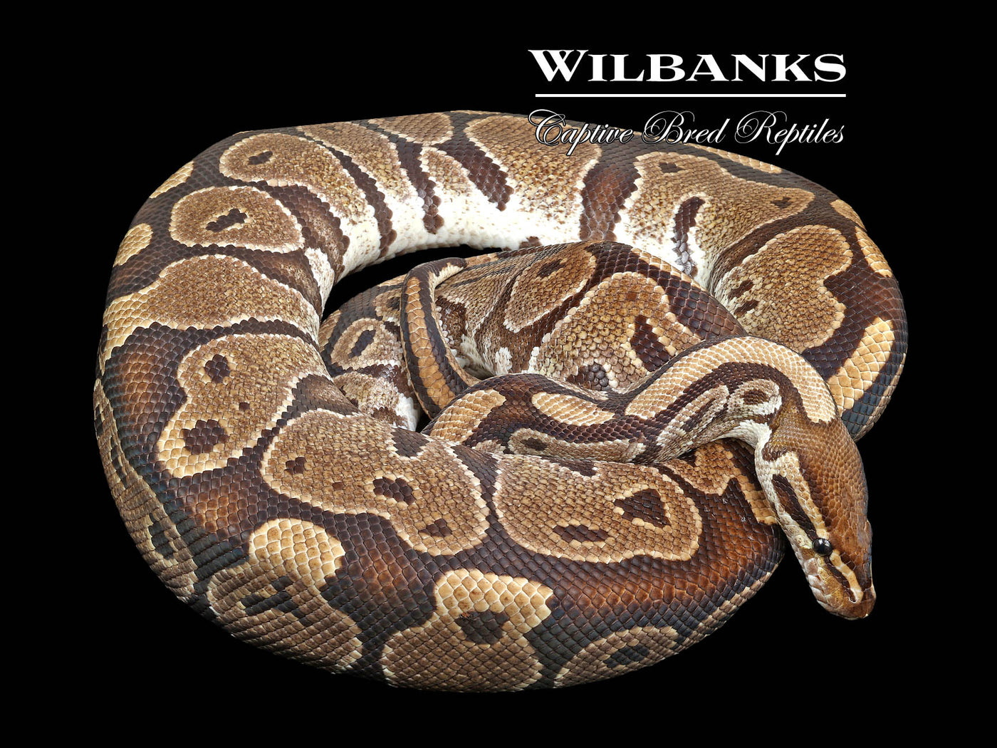 100% Het. Albino (Proven Breeder) Ball Python ♀ '18