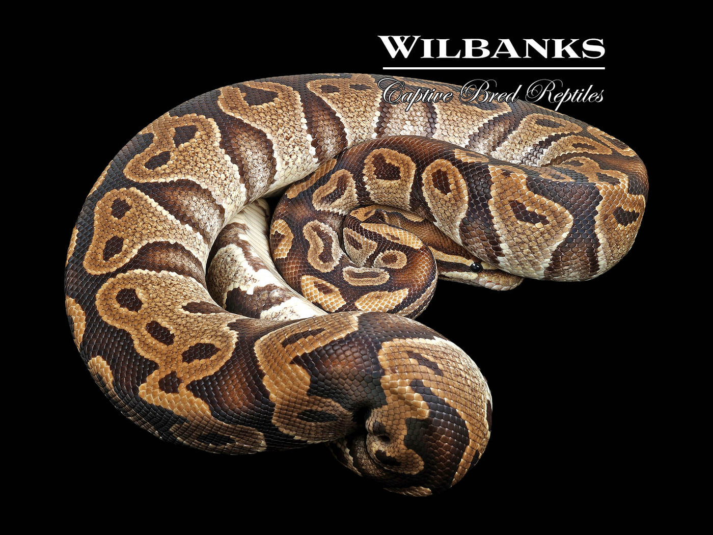 100% Het. Albino (Proven Breeder) Ball Python ♀ '18