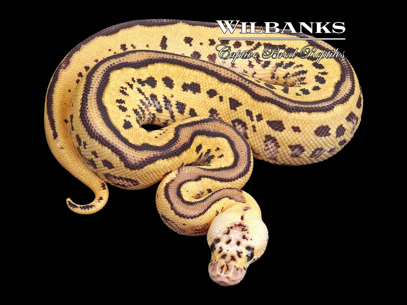 FireFly Leopard Clown Ball Python ♂ '23